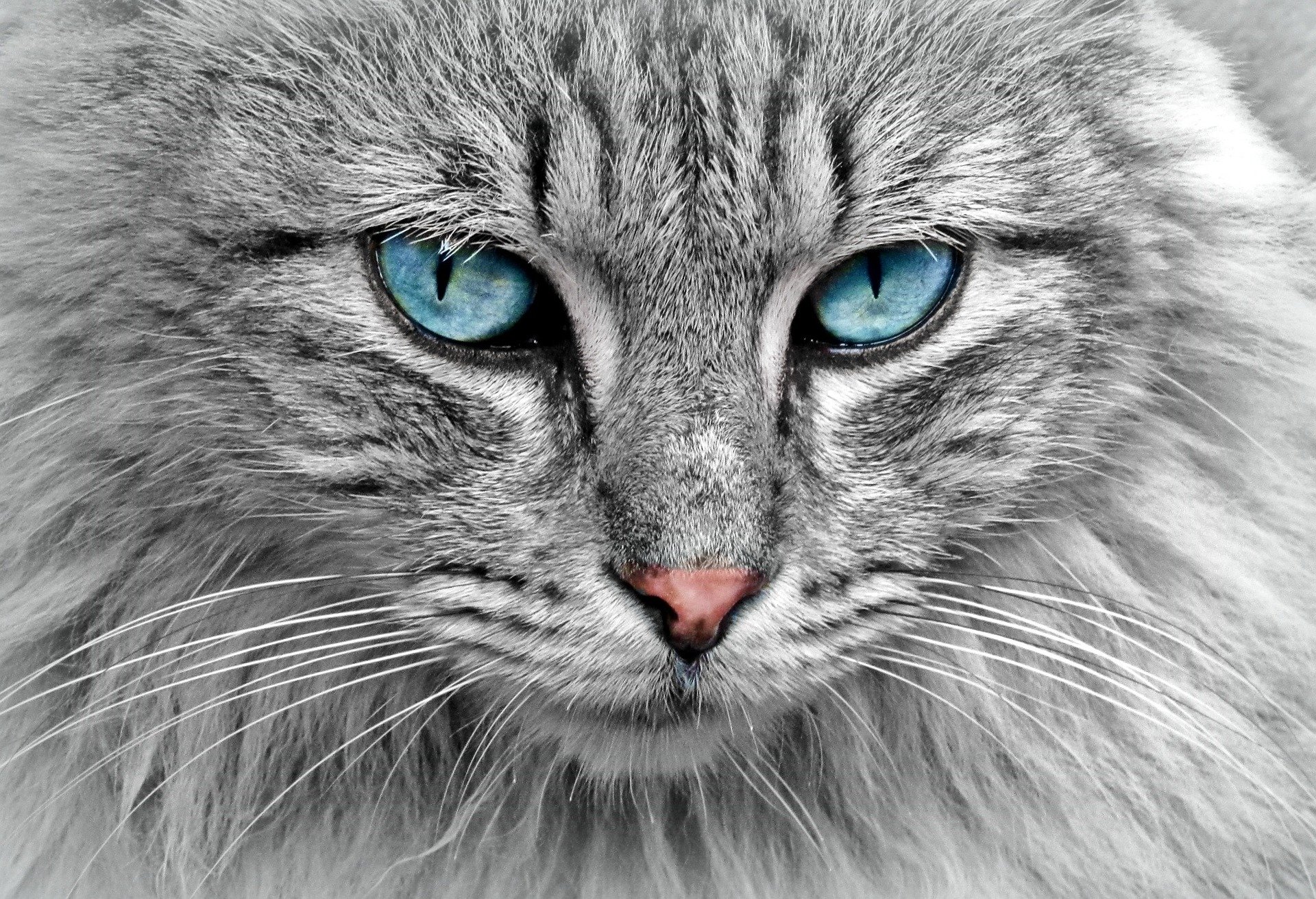 cat profile image